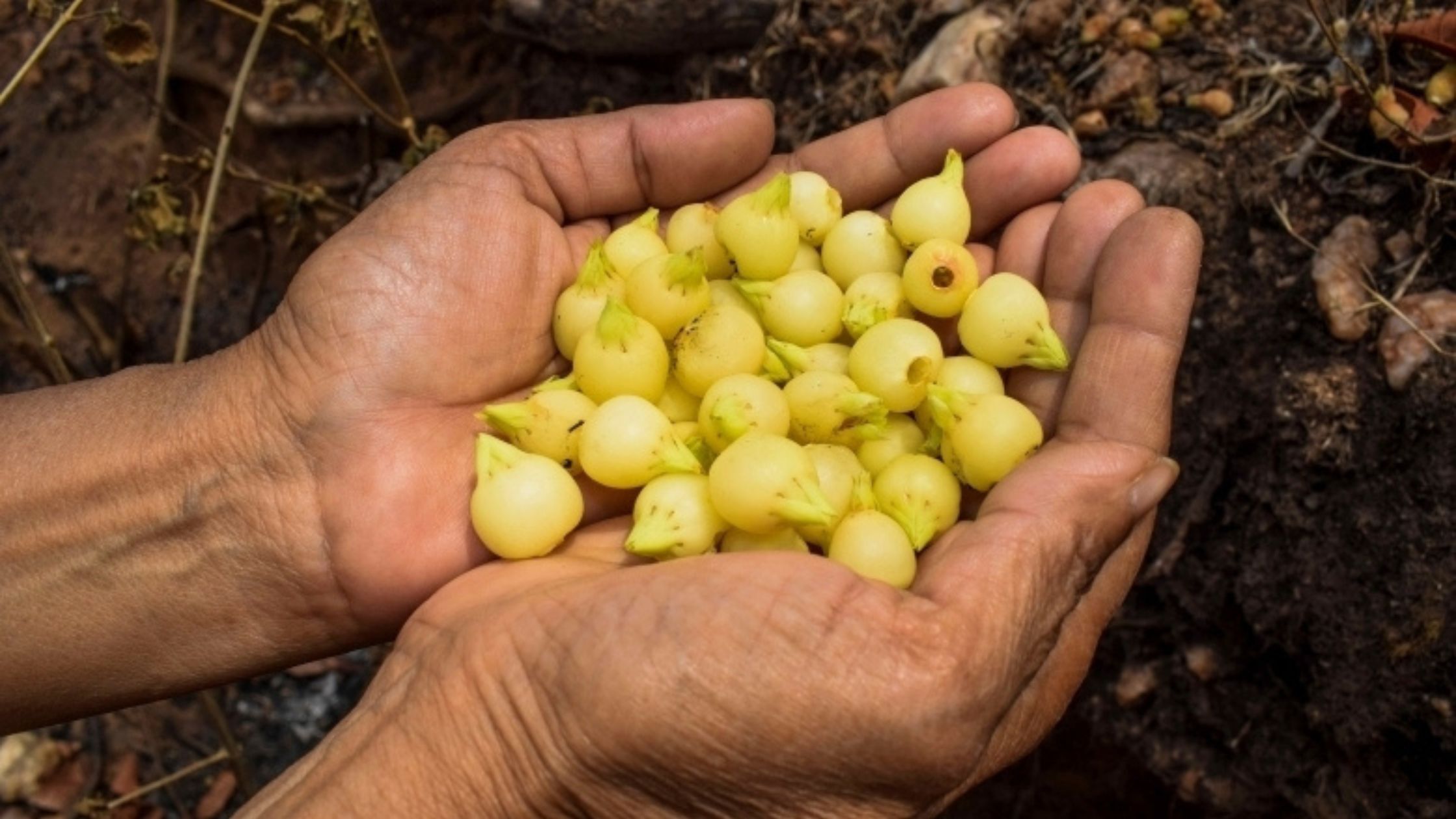 Toddy - Palm Wine: Kerala and Tamil Nadu